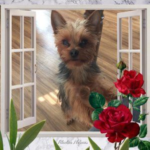 Meet your Posher, Bette